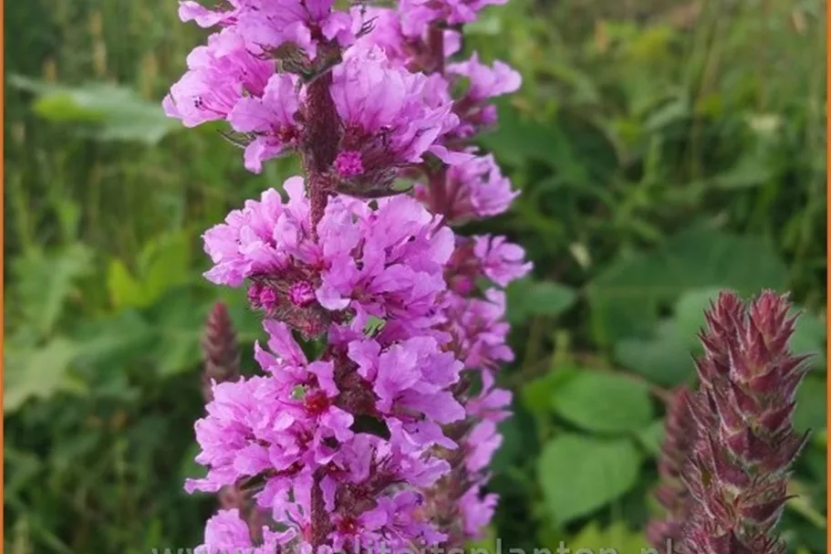 Lythrum salicaria