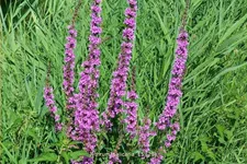 Lythrum salicaria