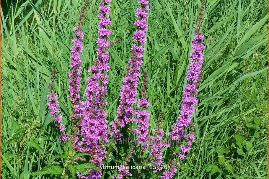 Lythrum salicaria