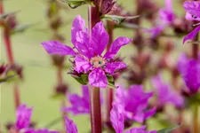 Lythrum salicaria