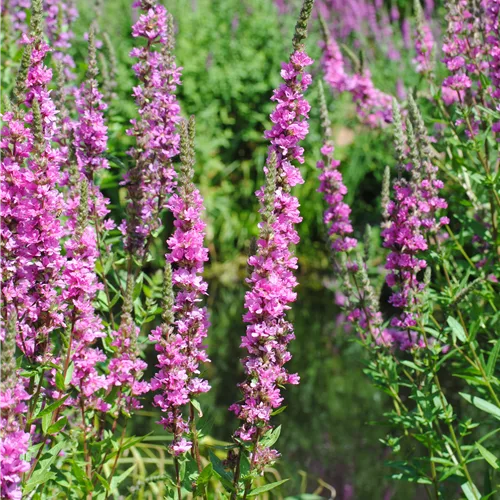 Lythrum salicaria 'Blush'