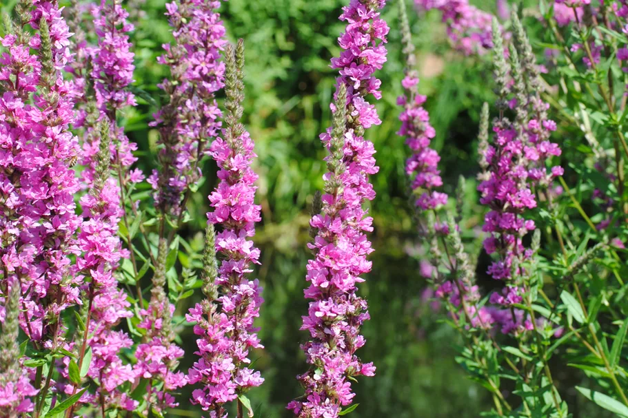 Lythrum salicaria
