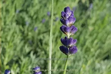 Lavandula angustifolia 'Hidcote'