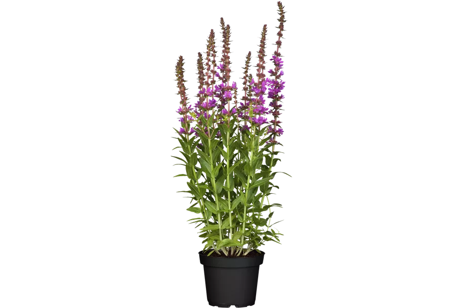 Lythrum salicaria