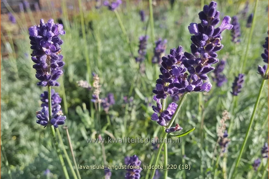 Lavandula angustifolia 'Hidcote'