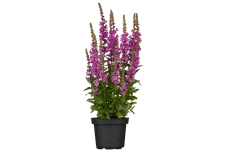 Lythrum salicaria