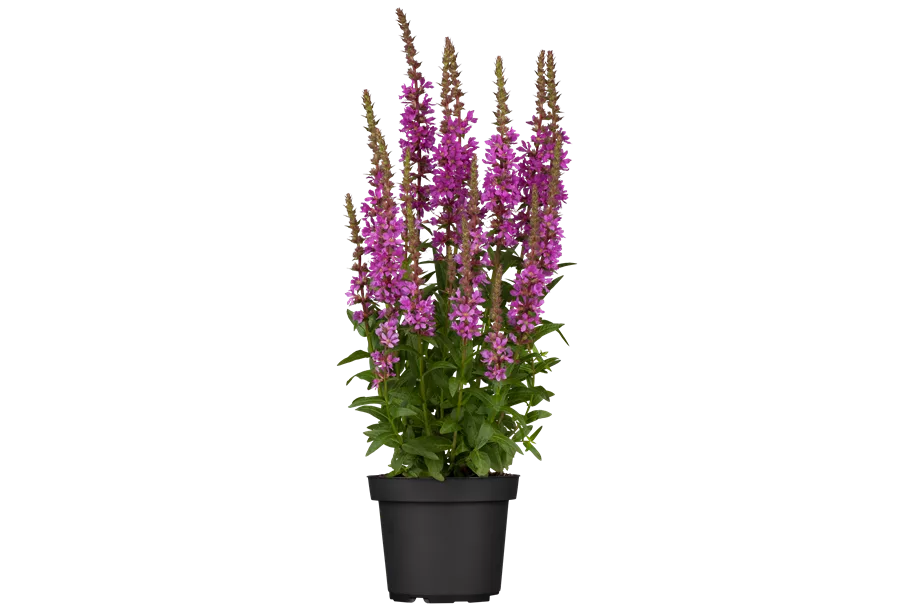 Lythrum salicaria