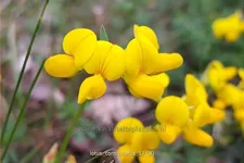 Lotus corniculatus