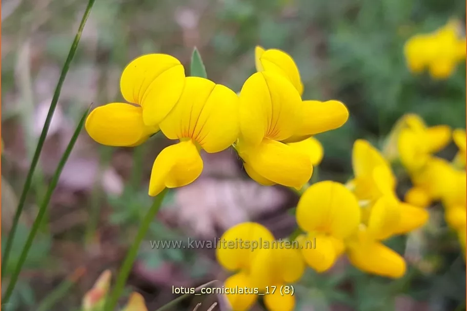 Lotus corniculatus