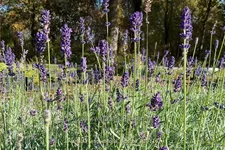 Lavandula angustifolia 'Hidcote'