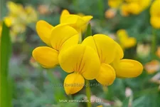 Lotus corniculatus