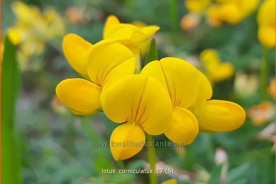 Lotus corniculatus