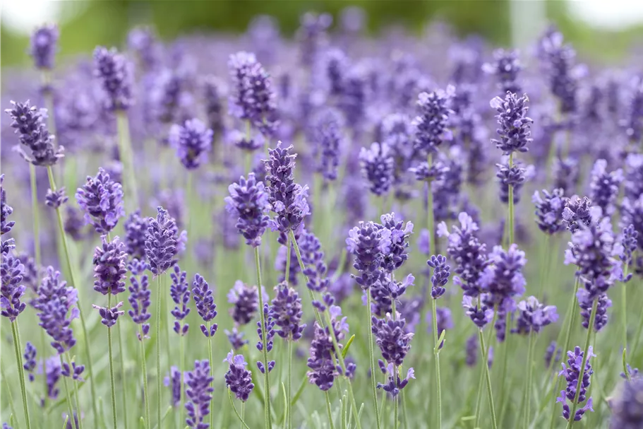 Lavandula angustifolia 'Hidcote'