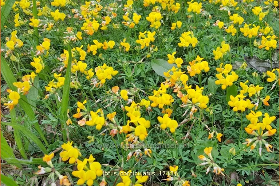 Lotus corniculatus