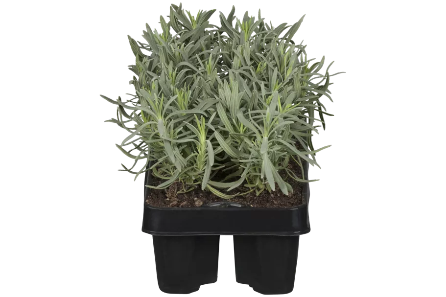 Lavandula angustifolia 'Hidcote'