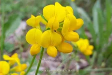 Lotus corniculatus