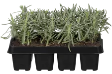 Lavandula angustifolia 'Hidcote'