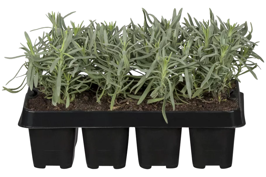 Lavandula angustifolia 'Hidcote'