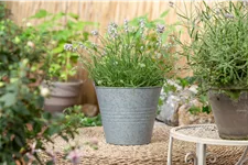 Lavandula angustifolia 'Hidcote'