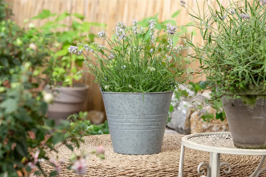 Lavandula angustifolia 'Hidcote'