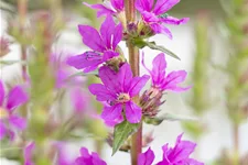 Lythrum salicaria