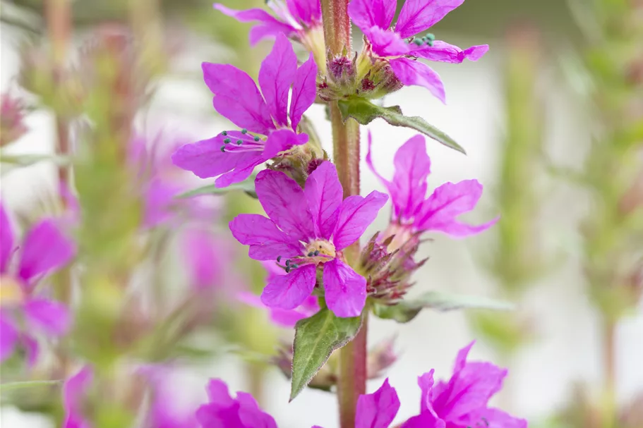 Lythrum salicaria