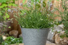 Lavandula angustifolia 'Hidcote'