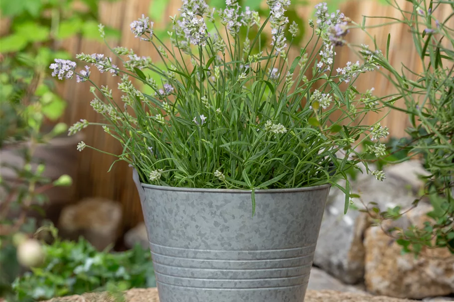 Lavandula angustifolia 'Hidcote'