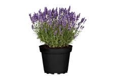 Lavandula angustifolia 'Hidcote'