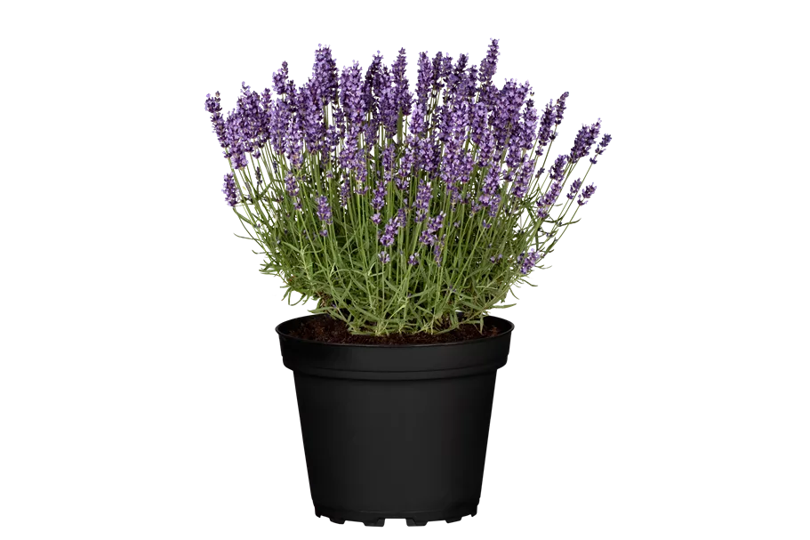 Lavandula angustifolia 'Hidcote'