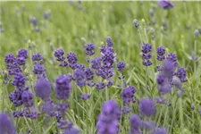 Lavandula angustifolia 'Hidcote'