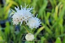 Liatris scariosa 'Alba'