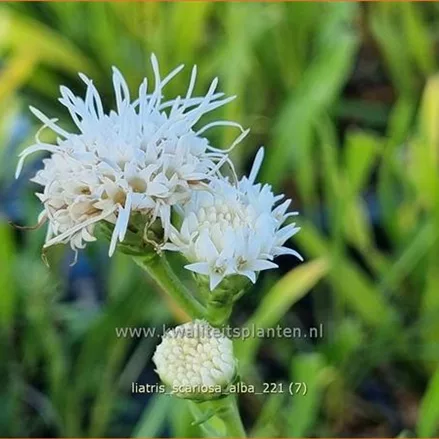 Liatris scariosa 'Alba'