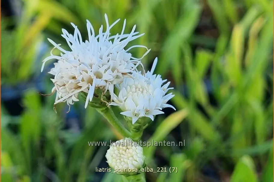 Liatris scariosa 'Alba'