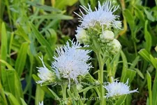 Liatris scariosa 'Alba'