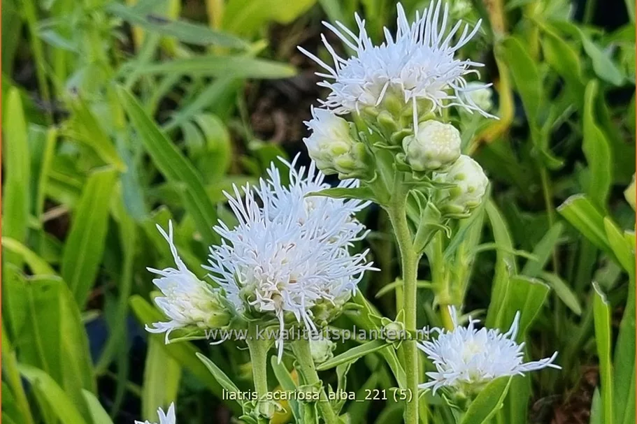 Liatris scariosa 'Alba'