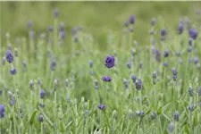Lavandula angustifolia 'Hidcote'