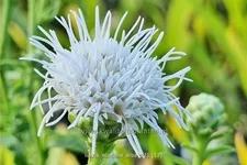 Liatris scariosa 'Alba'