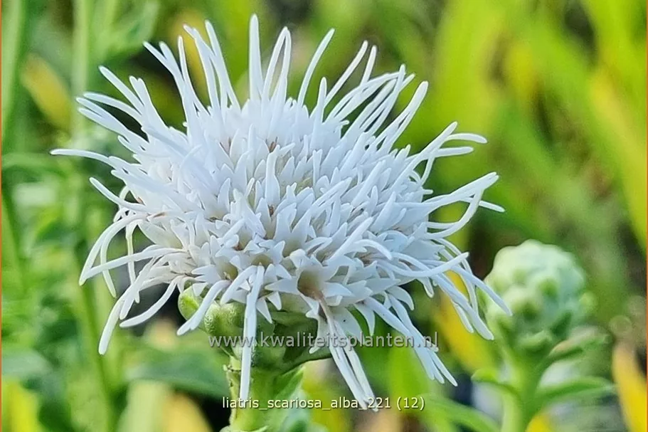 Liatris scariosa 'Alba'