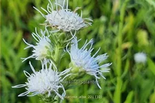 Liatris scariosa 'Alba'