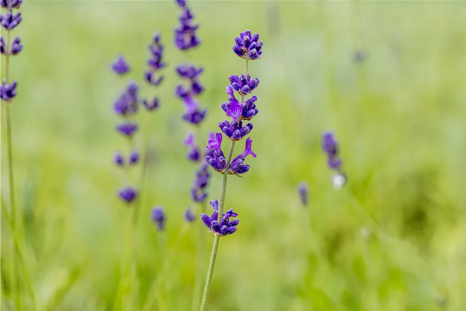 Lavandula angustifolia 'Hidcote'