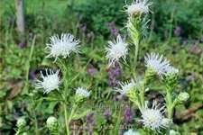 Liatris scariosa 'Alba'