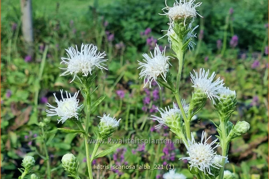 Liatris scariosa 'Alba'