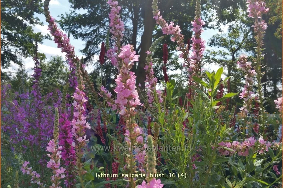 Lythrum salicaria 'Blush'