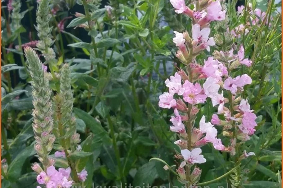 Lythrum salicaria 'Blush'
