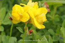Lotus corniculatus 'Pleniflorus'