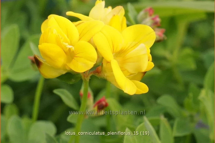 Lotus corniculatus 'Pleniflorus'