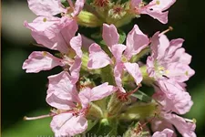 Lythrum salicaria 'Blush'