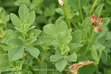 Lotus corniculatus 'Pleniflorus'