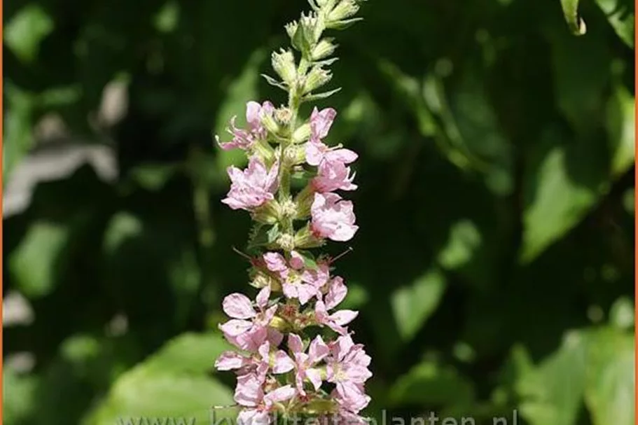 Lythrum salicaria 'Blush'